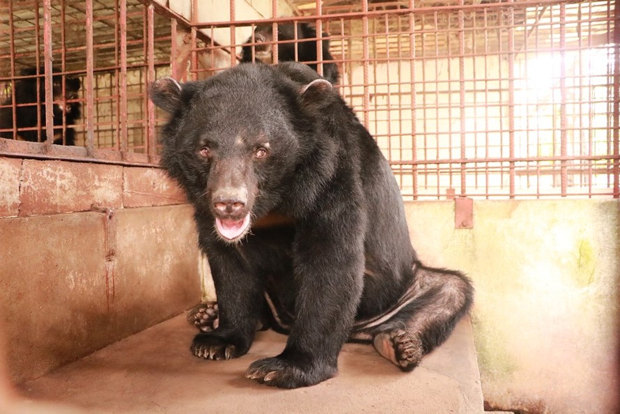 Chủ nuôi tự nguyện giao 5 cá thể gấu cho trung tâm bảo tồn