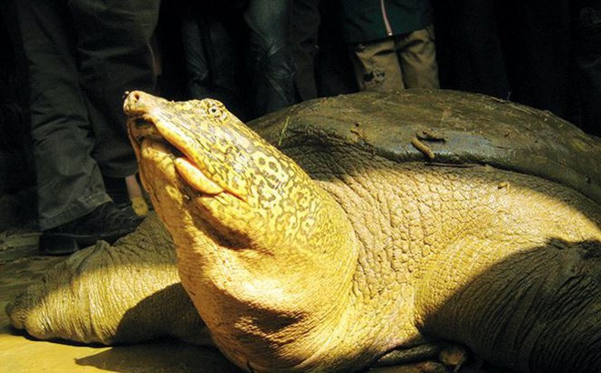 Cá thể rùa Hoàn Kiếm ở hồ Đồng Mô bị người dân bắt được tháng 11/2018 sau sự cố tràn đập hồ Đồng Mô. Ảnh: ATP