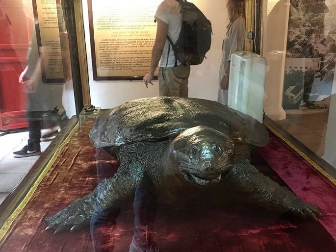 Sẽ phục chế tiêu bản cụ rùa Hồ Gươm mất năm 1967?