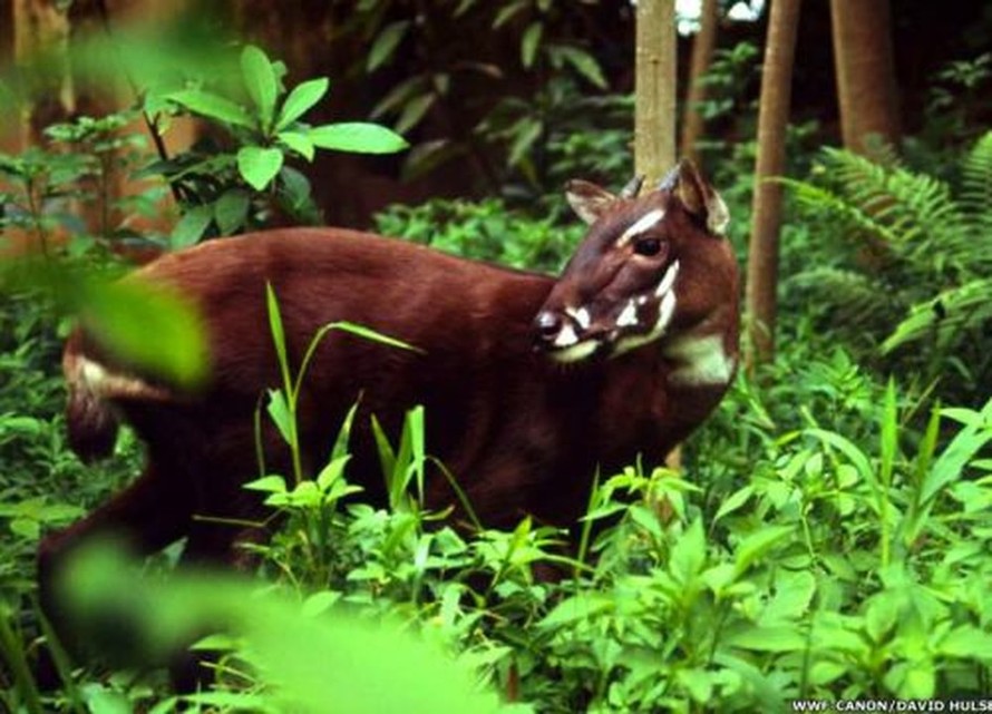 Loài thú quý hiếm nhất thế giới chỉ còn vài cá thể ở Việt Nam