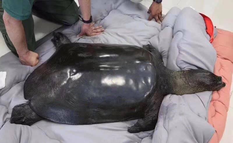 cá thể rùa Hoàn Kiếm cái duy nhất của Trung Quốc chết một ngày sau khi thụ tinh nhân tạo.