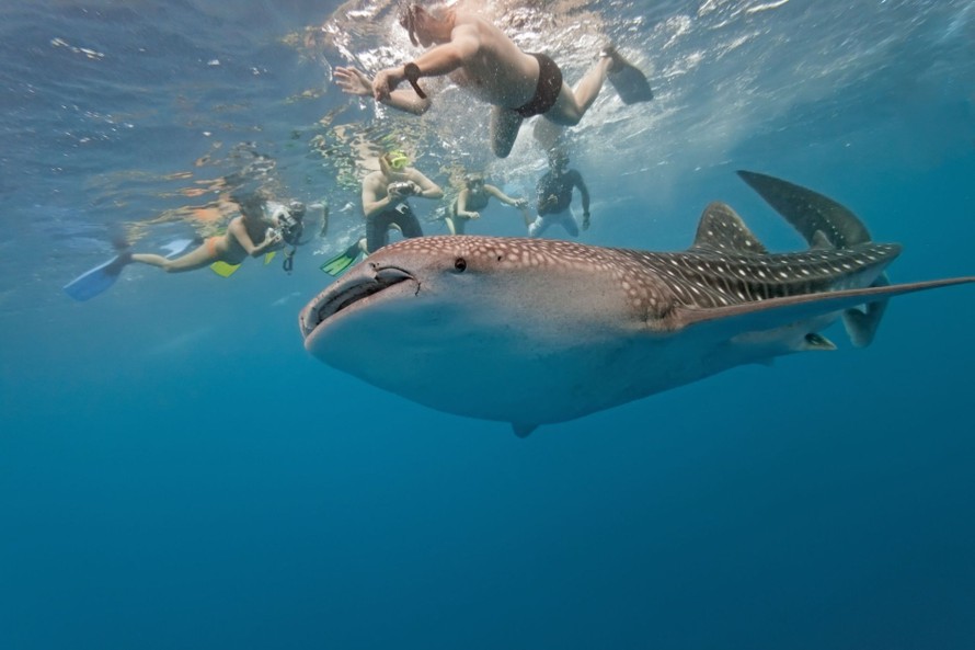 Nhiều quốc gia bảo vệ nghiêm ngặt loài cá mập bị xẻ thịt ở Thanh Hóa