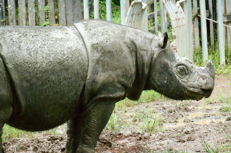 Cá thể tê giác đực Sumatra cuối cùng của Malaysia đã chết