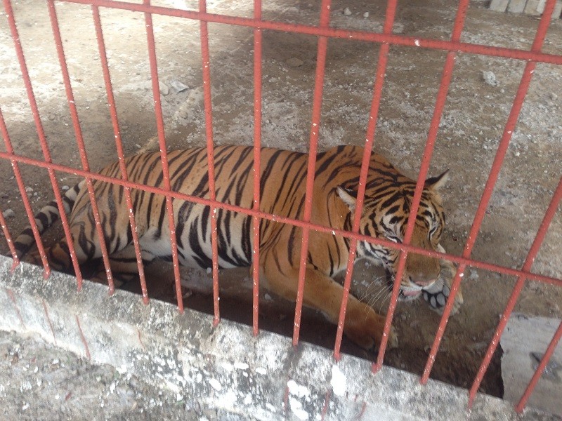 Hổ được nuôi tại Khu du lịch Thanh Cảnh.