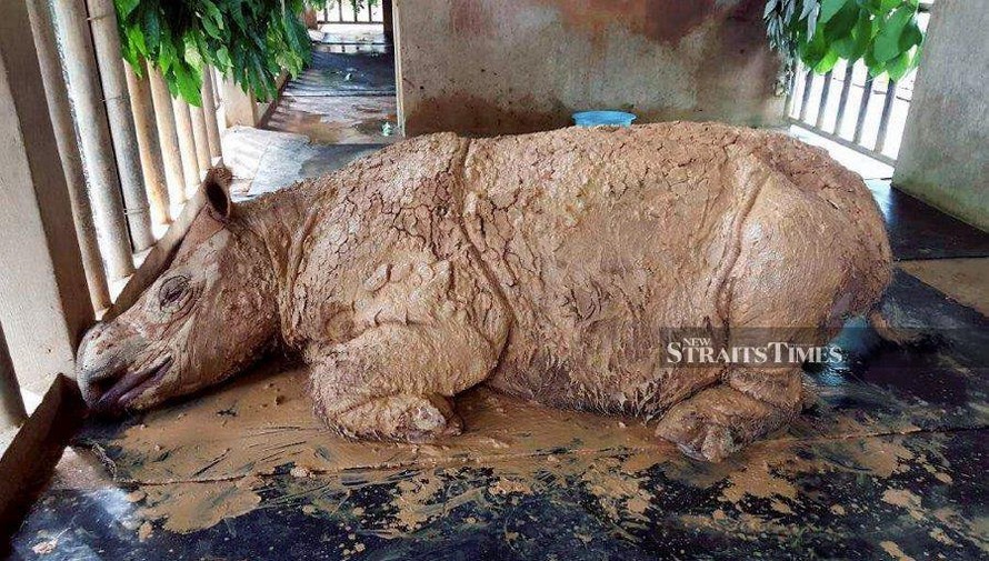 Cá thể tê giác Sumatra cuối cùng của Malaysia chết hôm 24/11.