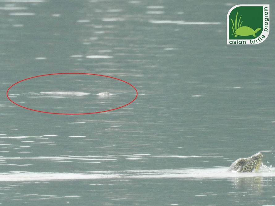 Bức ảnh ghi nhận cá thể rùa Hoàn Kiếm thứ 2 ở hồ Đồng Mô. Ảnh: ATP cung cấp.