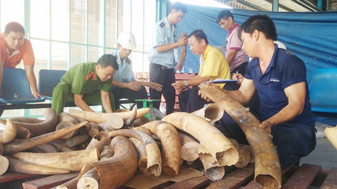 Liên tiếp thời gian quan, lực lượng hải quan Việt Nam bắt giữ nhiều vụ buôn lậu ngà voi khủng tại Nội Bài và TP.HCM