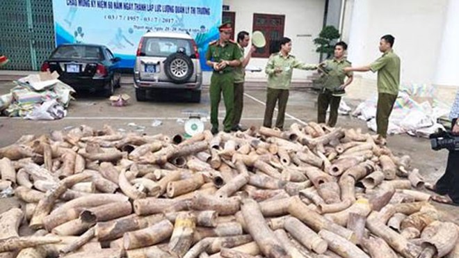 Ảnh minh họa: Một vụ bắt ngà voi nhập lậu tại Thanh Hóa