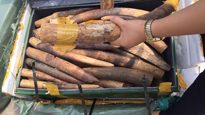 Tang vật liên quan vụ buôn lậu 213kg ngà voi