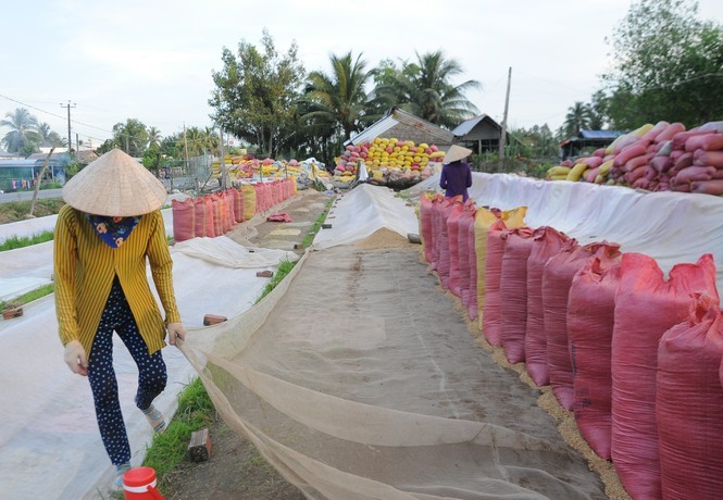 Các địa phương ở Đồng bằng Sông Cửu Long cũng kiến nghị cho xuất khẩu gạo nhằm giúp doanh nghiệp thu mua lúa trong dân với giá tốt hơn. Ảnh: Cảnh Kỳ 