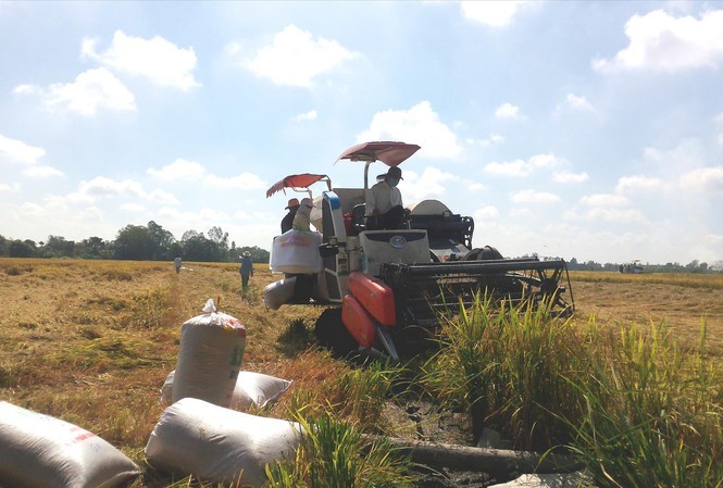 Thu hoạch lúa Đông Xuân tại ĐBSCL. Ảnh: Cảnh Kỳ