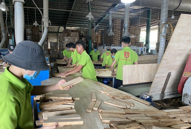 Công nhân sản xuất gỗ ván cao su ghép