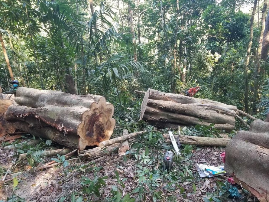 Vụ phá rừng tại xã Đak Song (huyện Kong Chro) vào tháng 4/2021