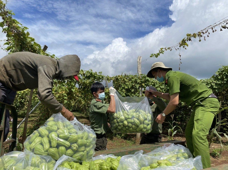 Lực lượng Công an huyện Cư M’gar thu hoạch bơ từ vườn nhà ông Hạ