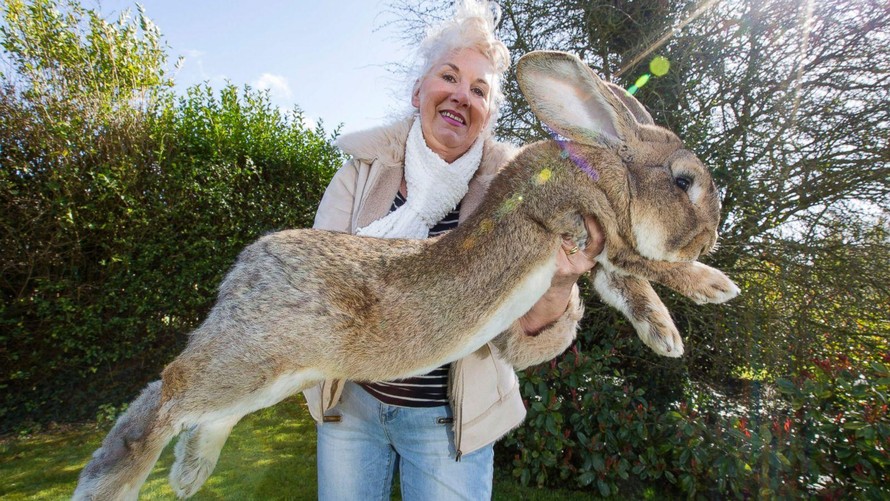 Chú thỏ khủng nhất hành tinh cao bằng trẻ 8 tuổi mất tích, có thể bị đánh cắp