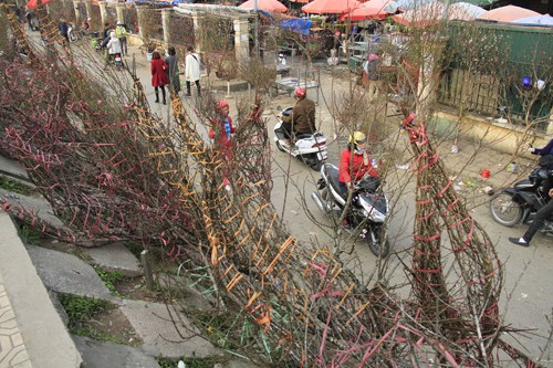 Đào rừng bày bán ở Hà Nội dịp Tết. Ảnh: Trường Phong