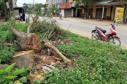 Cây xanh bị chặt hạ ở xã Bình Yên. Ảnh: Trường Phong