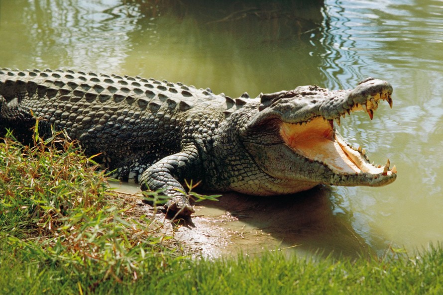 Hà Nội: Bắt được cá sấu 37kg trên sông Tích