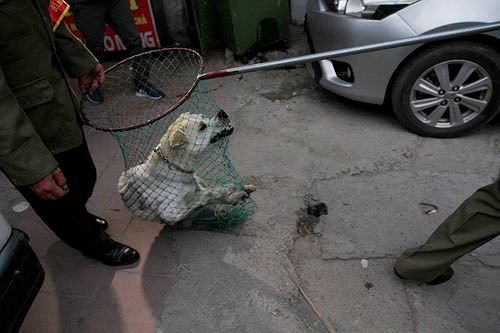 Hà Nội: Đề nghị công an đi cùng tổ đội bắt chó thả rông