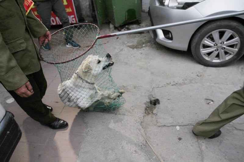 Một chú chó thả rông bị bắt trên địa bàn phường Hạ Đình (Thanh Xuân, Hà Nội). Ảnh: Trường Phong