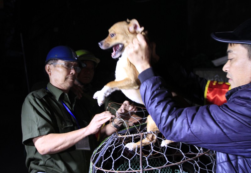 Một chú chó thả rông bị bắt trên địa bàn quận Thanh Xuân. Ảnh: Trường Phong