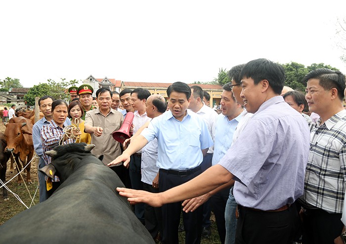 Các đại biểu tham quan đàn bò thịt chất lượng cao tại xã Minh Châu, Ba Vì