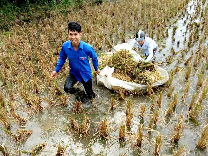 Đoàn Thanh niên TP Hải Phòng đã tích cực tham gia giúp dân thu hoạch những diện tích lúa mùa