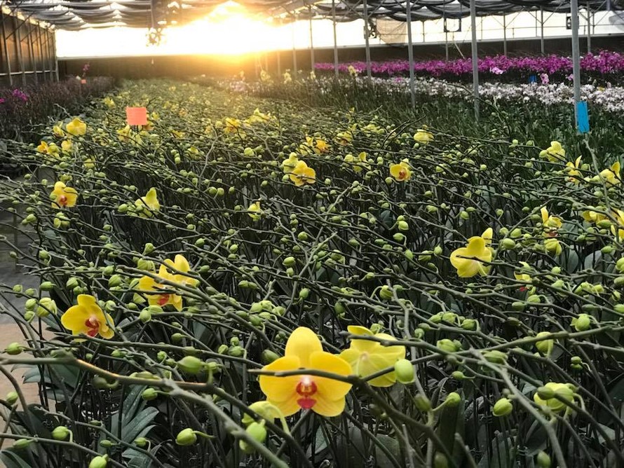 600 cành hoa lan hồ điệp với 7 màu được trồng tại các trang trại ở Lâm Đồng, Ninh Thuận đã khoe sắc tại Đại hội