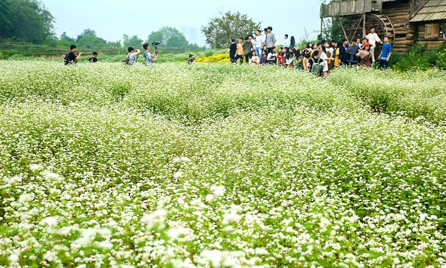 Cận cảnh miền hoa tam giác mạch ở Hà Nội