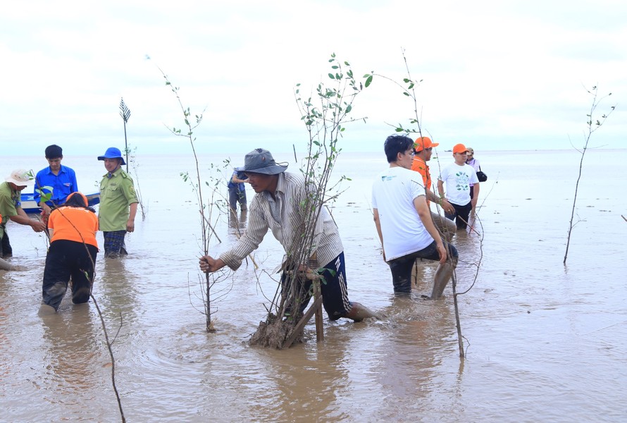 Tình nguyện viên trồng cây phủ xanh rừng ngập mặn Sóc Trăng