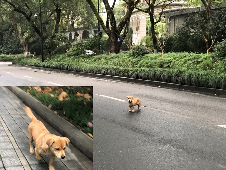 Con chó chạy theo phóng viên ở Hàng Châu (ảnh nhỏ) rồi phi ra giữa đường đứng (ảnh lớn) 