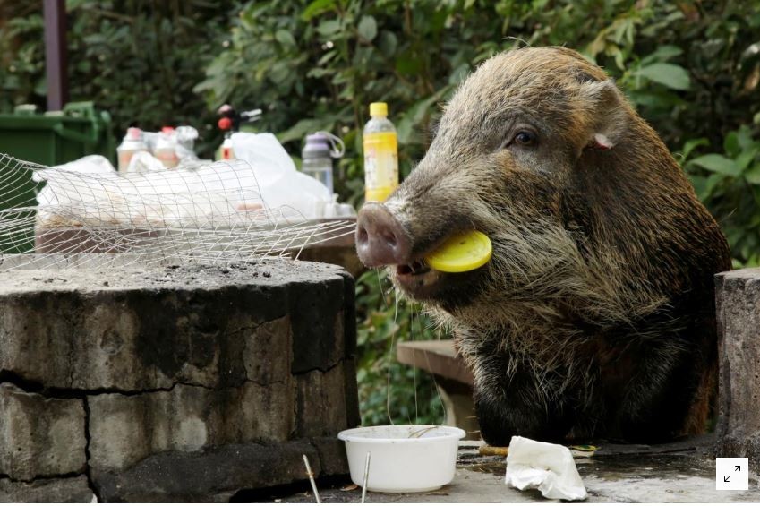 Năm con heo, Hong Kong khổ vì lợn hoang