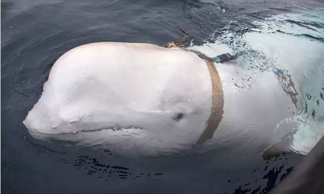 Chú cá voi beluga kỳ lạ mà ngư dân Na Uy bắt gặp