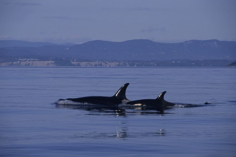 Cá voi sát thủ ở Puget Sound
