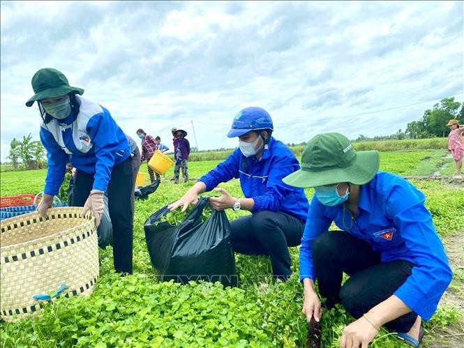 Thanh niên tình nguyện Huyện đoàn Phước Long (Bạc Liêu) với mô hình "Áo xanh ra đồng" hỗ trợ người dân thu hoạch rau màu trong thời gian giãn cách xã hội.