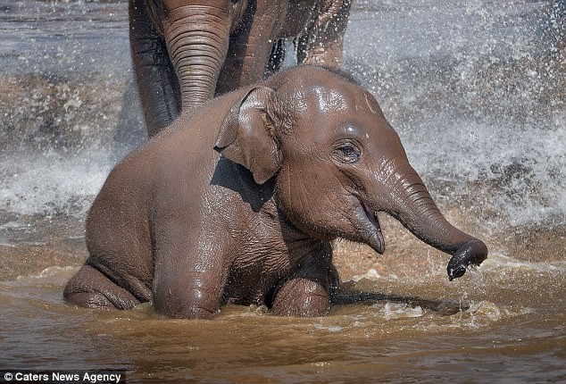 Hai chú voi nô đùa nghịch nước...như trẻ con
