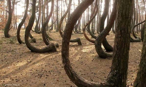 Không phải ngẫu nhiên khu rừng có khoảng 400 cây thông này lại mang cái tên rừng cong (Crooked Forest). Những cây thông trăm tuổi tại đây đều có phần cận gốc uốn cong 90 độ so với mặt đất. 