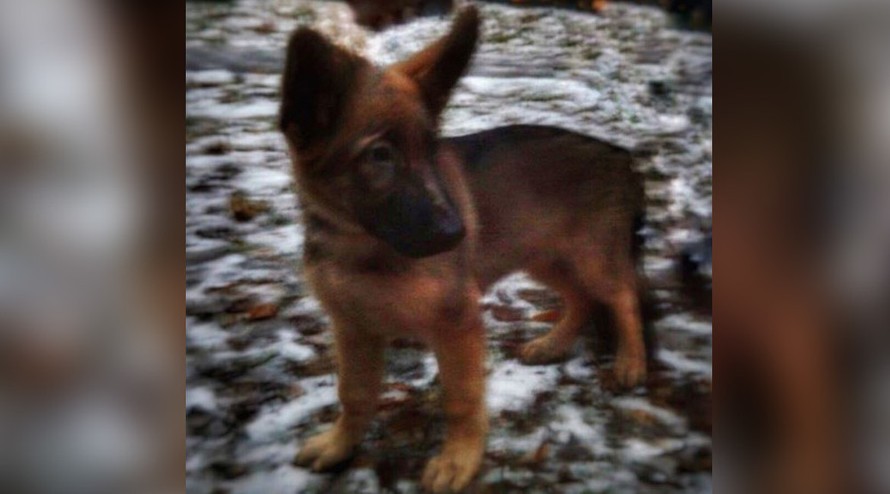 Chú chó Dobrynya được Nga gửi tặng Pháp.