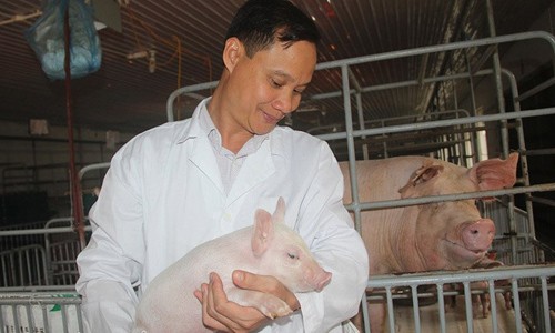 Anh Tuấn chăm lợn con trong trang trại ở thôn Cao Quang, xã Phúc Yên, tỉnh Vĩnh Phúc. Ảnh: Dân Việt 
