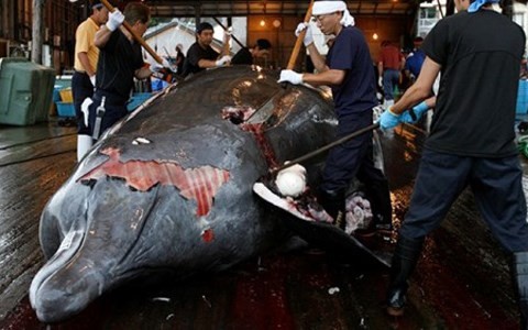 Chức trách Nhật Bản 'xin' giết thêm 333 con cá voi