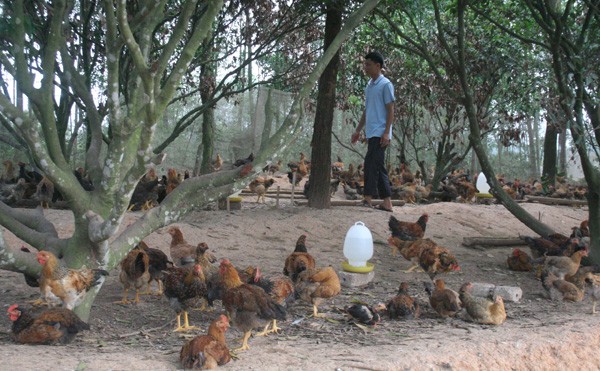Do giá tụt mạnh, nhiều hộ nuôi gà đồi Yên Thế lo mất Tết. Ảnh: Nguyễn Trường