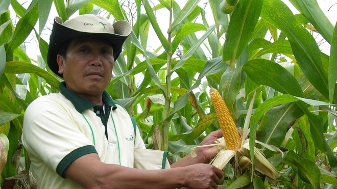 Ngô biến đổi gen trồng tại Philippines