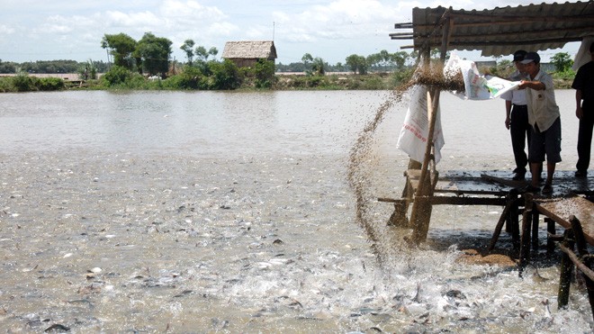 Người nông dân đang vứt thức ăn cho cá Tra tại một tỉnh Đồng Bằng Sông Cửu Long. Ảnh: N.Châu