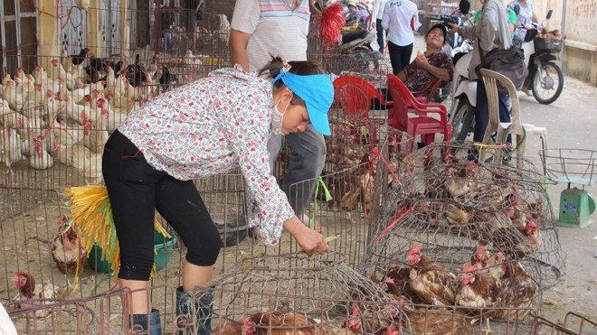 Chợ gia cầm sống là nơi có nguy cơ lưu trữ và phát tán virus H7N9 lớn nhất. Ảnh: Quốc Hùng