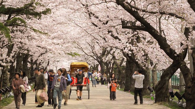 Đông đảo du khách đến Nhật Bản mùa hoa anh đào nở. Ảnh: hà Anh