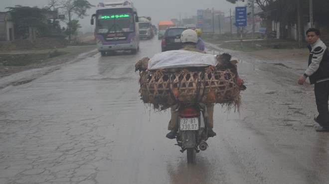 Chiếc xe máy chở khoảng 100 con gà đang lưu thông trên quốc lộ 1A từ Thanh Hóa vào Nghệ An