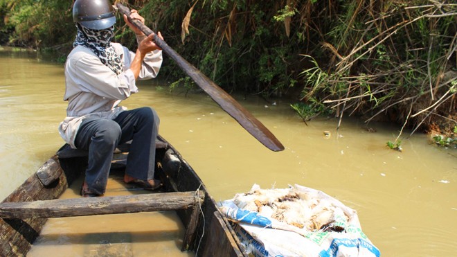 Lực lượng chức năng vớt các bao xác gia cầm chết trên sông Krông Ana