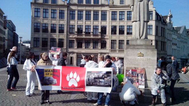 Ngày 8/3 vừa qua một nhóm người thuộc Hội Bảo vệ động vật tụ tập tại trung tâm Brussels phản đối lệnh giết chó hoang của pháp luật Rumani. Khẩu hiệu giăng “Thẻ đỏ cho Rumani”, “Rumani - đất chết”.