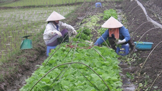 Những nông dân (Vân Trì, Vân Nội) cho biết, hầu hết không làm rau an toàn nữa. ảnh: pv