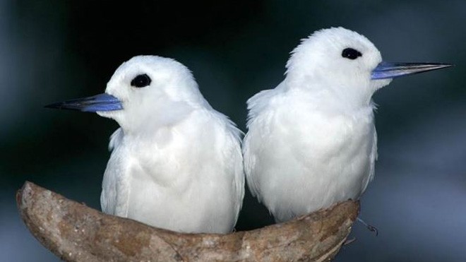 Chim có chung tình?